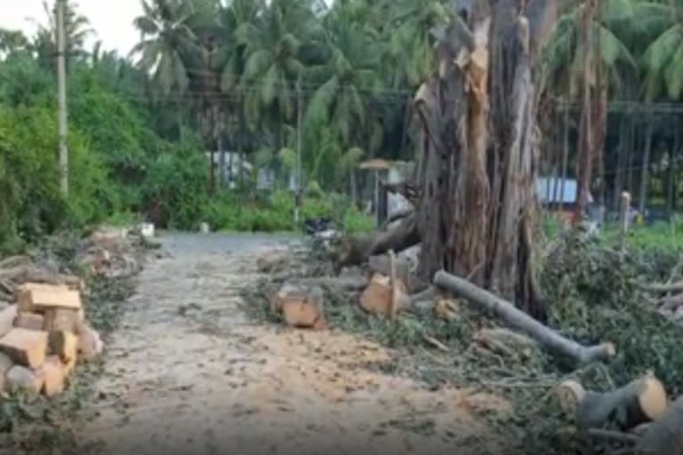 cut-down-the-70-year-old-tree-and-take-action-on-him