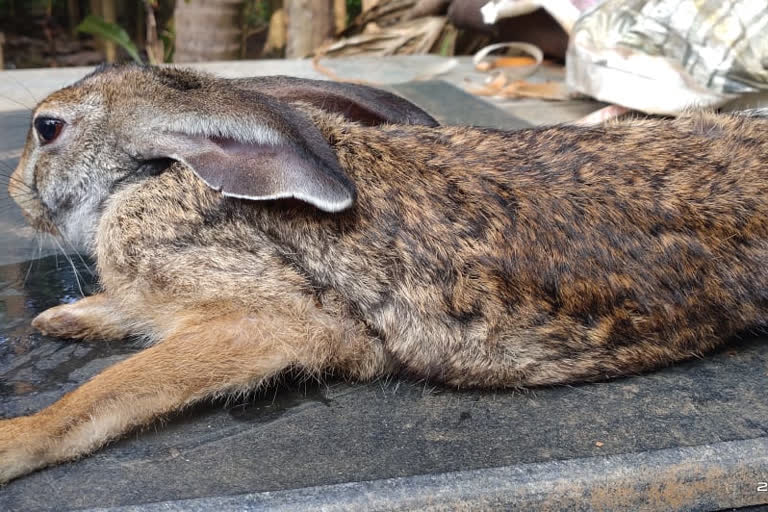 wild rabbit Rescue