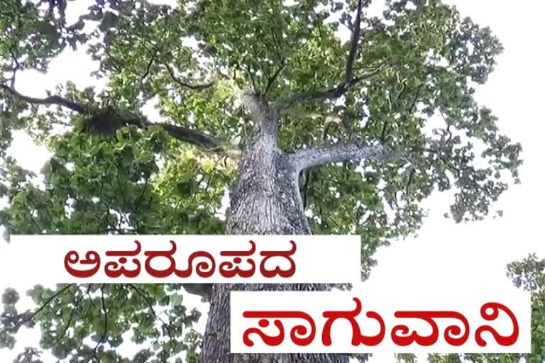 Rare teak tree in Chikkamagalur