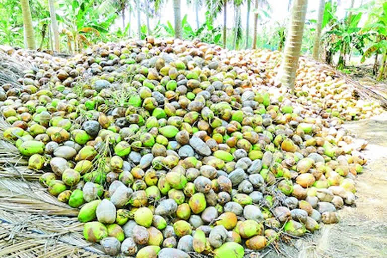 profit to the coconut farmers