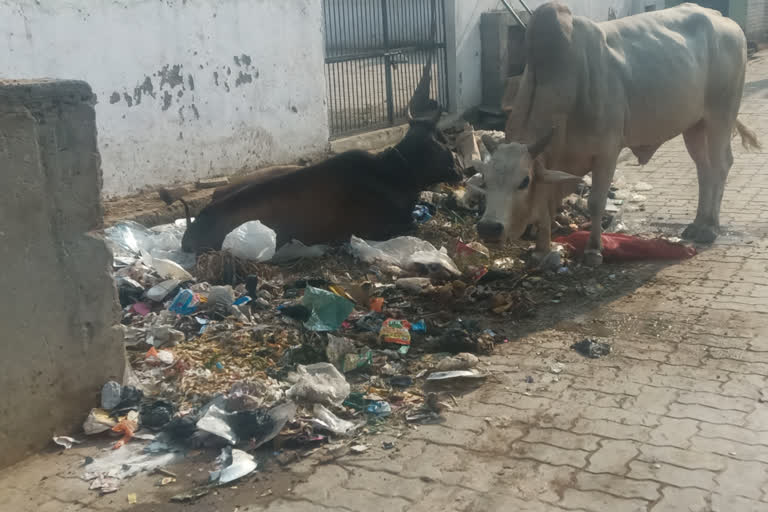 स्वच्छता अभियान की उड़ रही धज्जियां