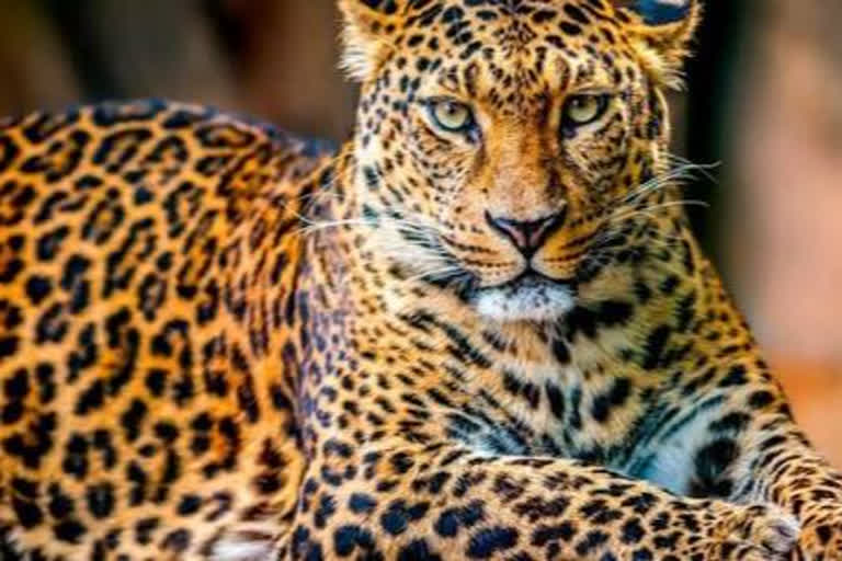 the leopard snatched a child from pathardi in ahmednagar