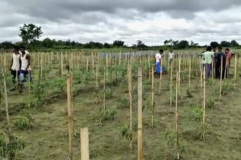 miscreant destroying vegetable crops at barpeta road