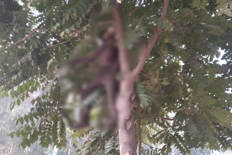 dead body found hanging from tree at thanesar railway station in kurukshetra