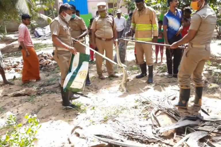 5 foot long glass viper snake caught by fire department