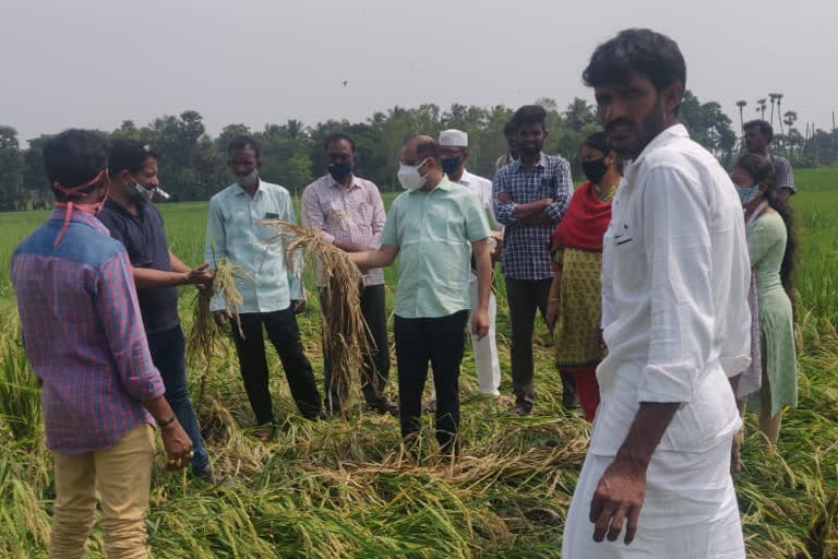 Joint Collector inspecting crop damaged by rains at chipurupalli