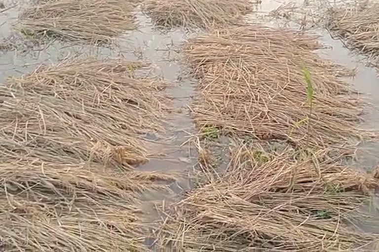 नहर टूटने से खेत में भरा पानी