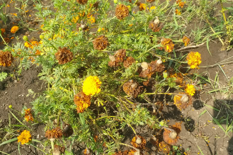 Marigold Flower Cultivation