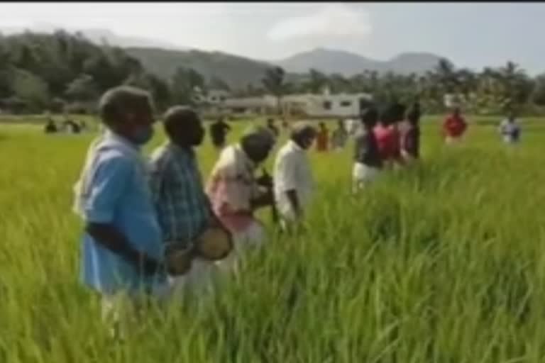 nilgiris-tribal-festival