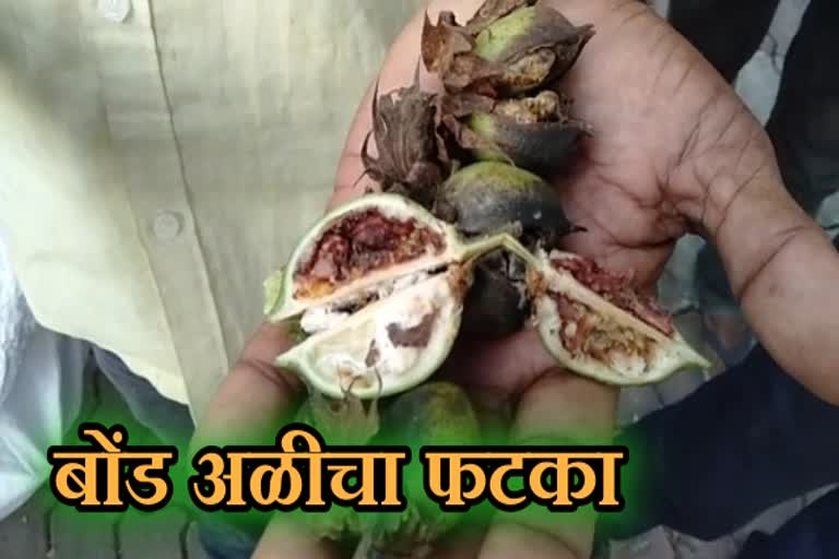 बोंड अळीचा प्रादुर्भाव