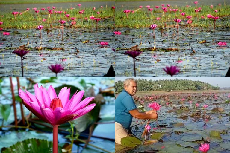 പതിവ്‌ തെറ്റാതെ വെഞ്ചാലി വയലില്‍ ചുവന്ന പരവതാനി വിരിച്ച് ആമ്പല്‍ച്ചന്തം  ചുവന്ന പരവതാനി വിരിച്ച് ആമ്പല്‍ച്ചന്തം  ആമ്പല്‍ച്ചന്തം  ചെറുമുക്ക് വെഞ്ചാലി  cherumukk vellanchali field ambal story  malappuram ambal story