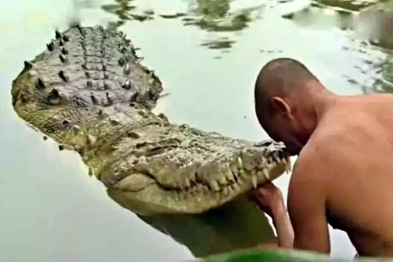 crocodile at Ananthapura Lake Temple