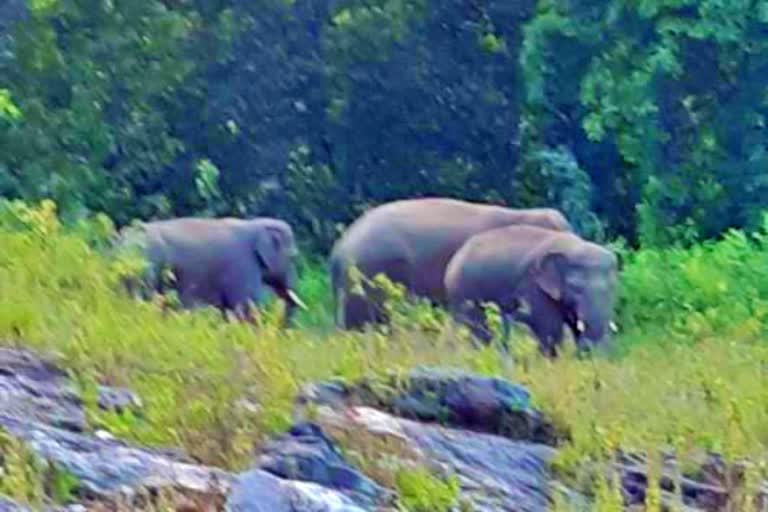 25 wild elephant reached village in gumla