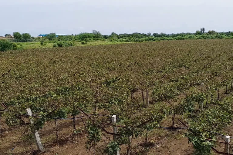 Corona, Flood Effect Destruction of Grape Crop In Vijayapur district