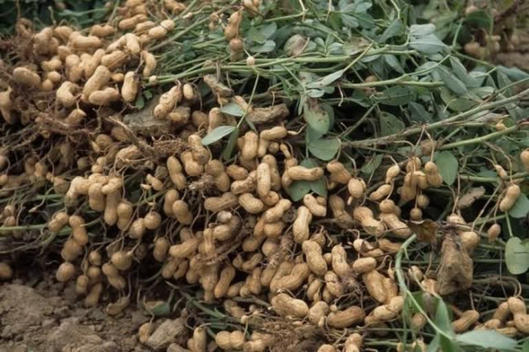 Purchase of groundnut on MSP starts from November 1 in Haryana