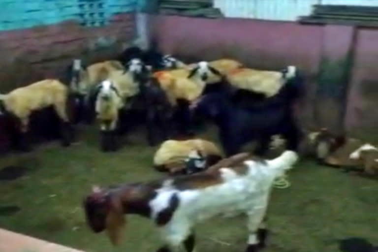 goats stolen from meat shop Koyambedu