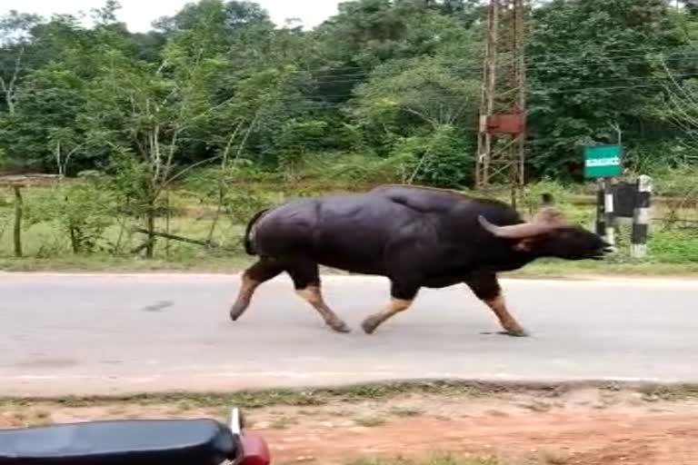 youths-were-afraid-of-indian-bison-after-making-fun-infront-of-it