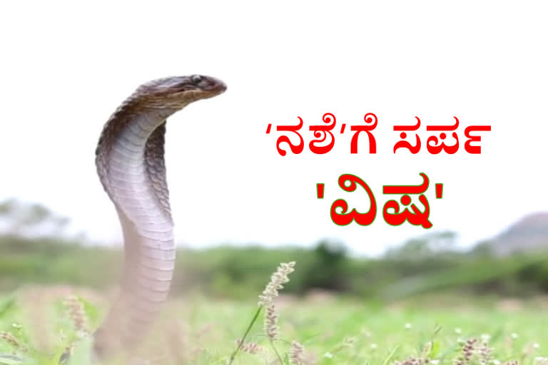 Is the pandemic going to cause shortage of anti-snake venom?