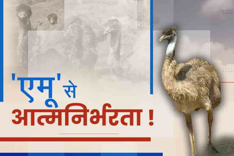 farmer-deepak-became-self-sufficient-by-rearing-emu-in-deoghar