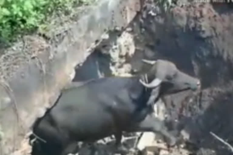 he buffalo that survived the accident in badradri kothagudem district