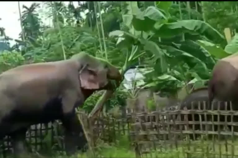 elephant terror at Golaghat