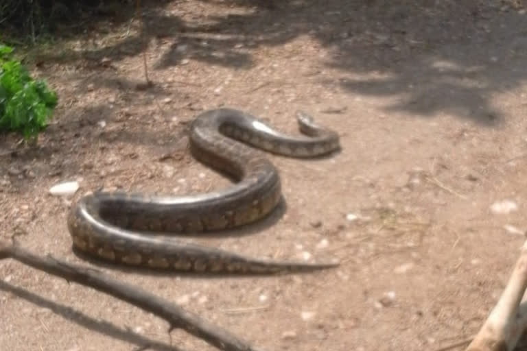 ten feet python trapped in chikmagalore district