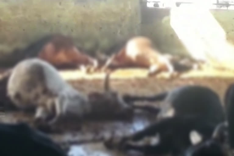 70 cows died in last 24 hours in mata mansa devi gaushala panchkula
