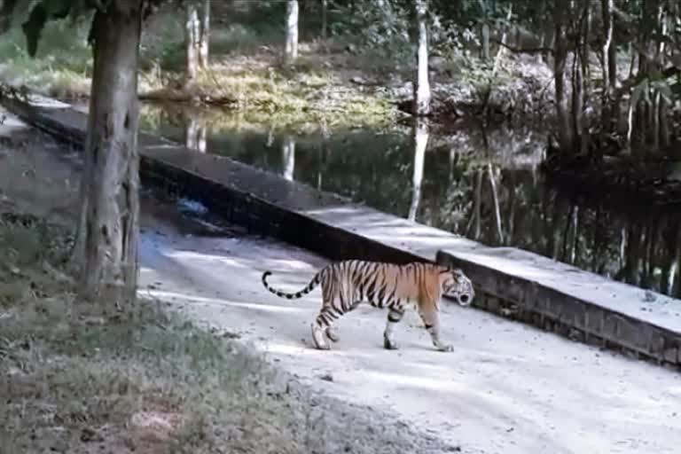 viral video of tigress