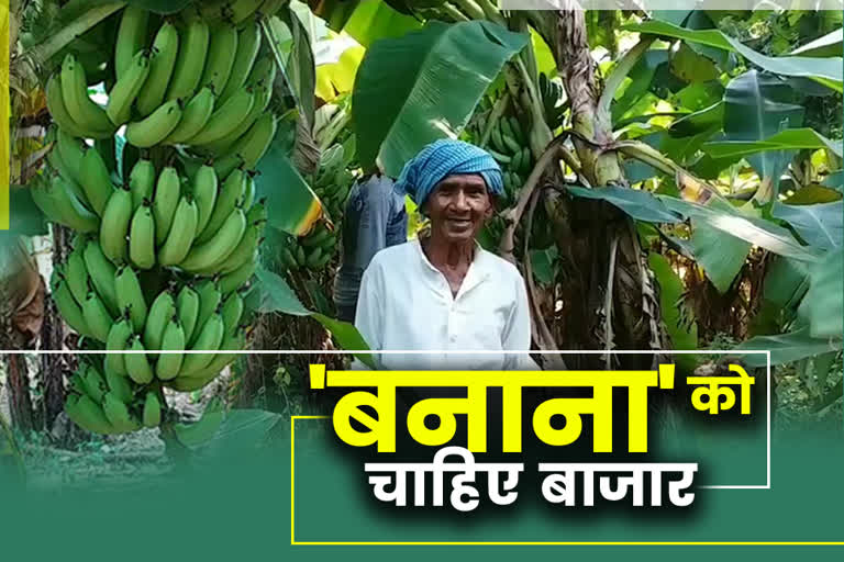 by-collective-farming-farmers-have-produced-a-lot-of-banana-in-latehar