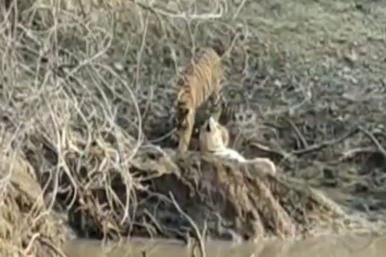 बाघिन ने शावकों के साथ की मस्ती, Tigress fun with cubs