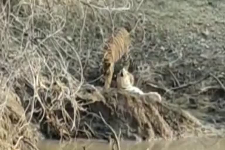 tigress having fun with cubs in ranthambore