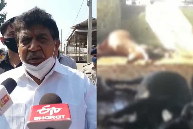 70 cows die Panchkula cow shelter in 24 hours