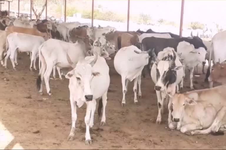 70 cows die Panchkula cow shelter in 24 hours