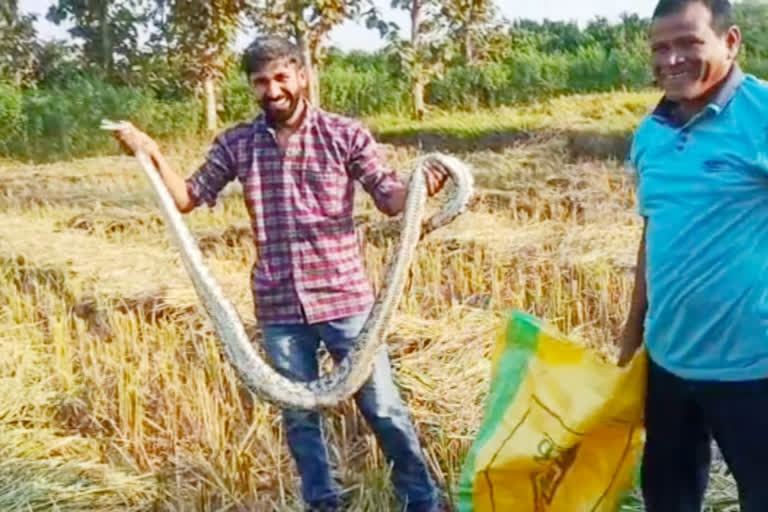 sarpamitra gave life to a seven foot tall python found in a field at gondia