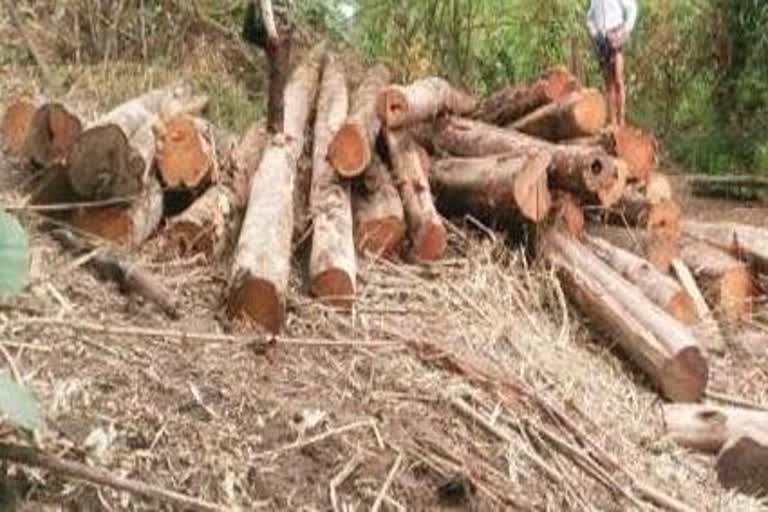 illegal-wood-smuggling-accused-arrested-in-udaipur-forest-zone-in-asarguja