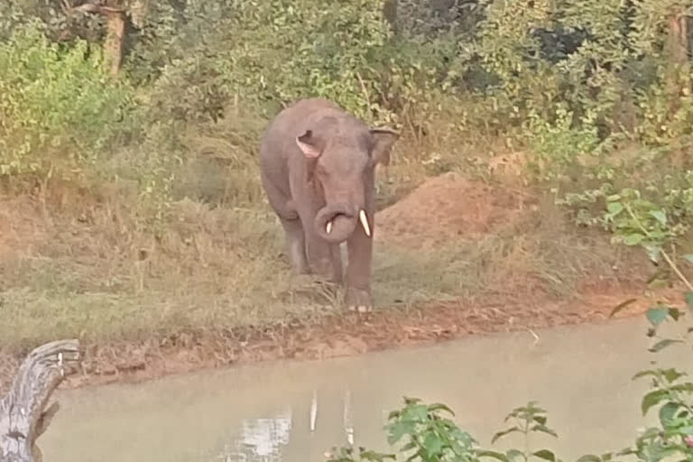 elephant attack