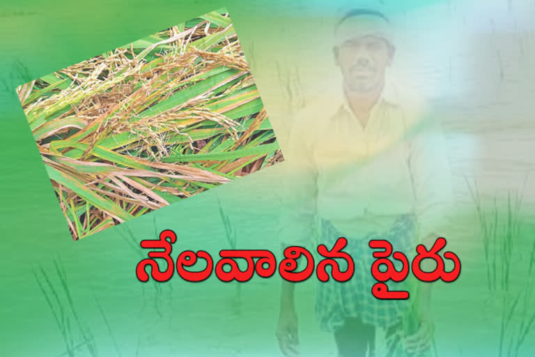 Huge crop loss in Telangana