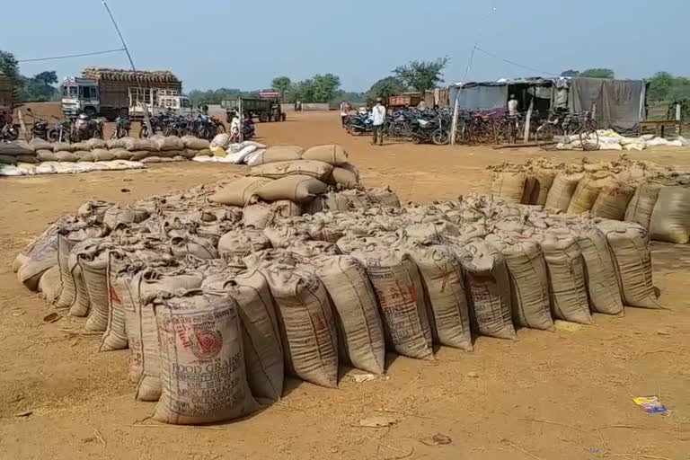 Paddy will be purchased in old gunny bags