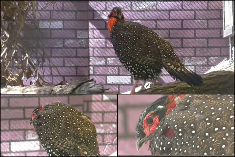 Western tragopan released to jungle in Sarahan