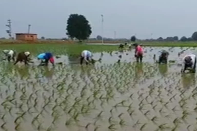 faramers planting at lands