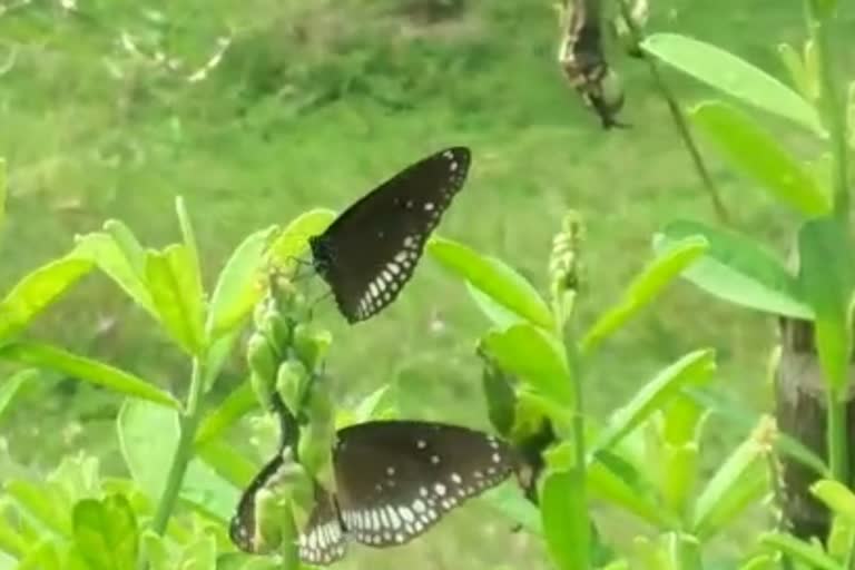 first-butterfly-park-of-state-to-come-up-in-joida-of-uttarakannada