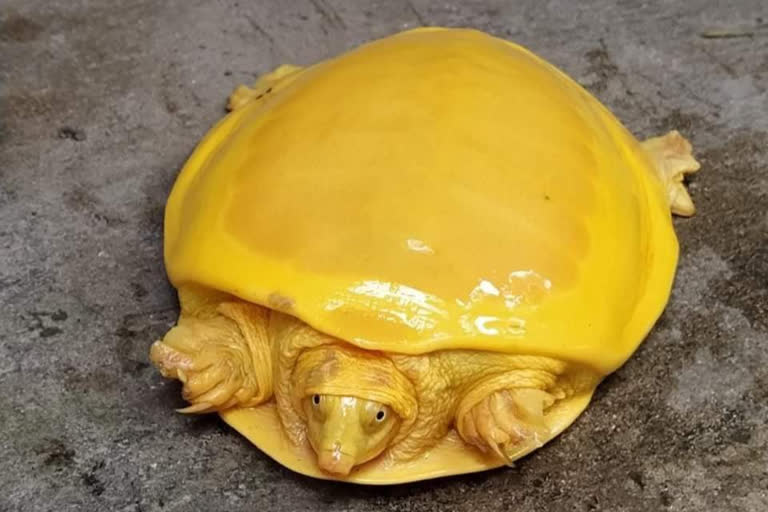 Rare yellow tortoise rescued in East Burdwan