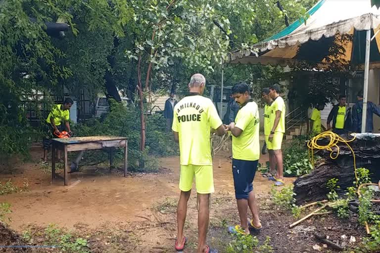 chennai-tree-fall-down