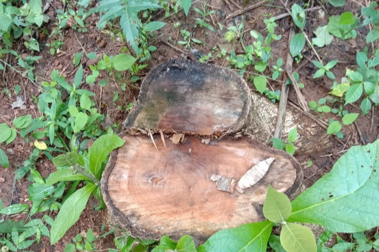 tree felling with illegal excavation at nagzira tiger reserve