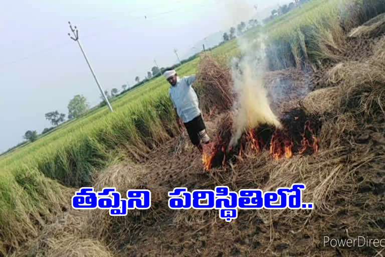 A farmer sets fire to his rice crop due to an infection