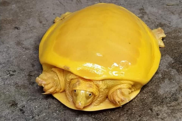 Rare yellow tortoise rescued in East Burdwan