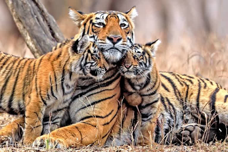 Three weak tiger calves were found