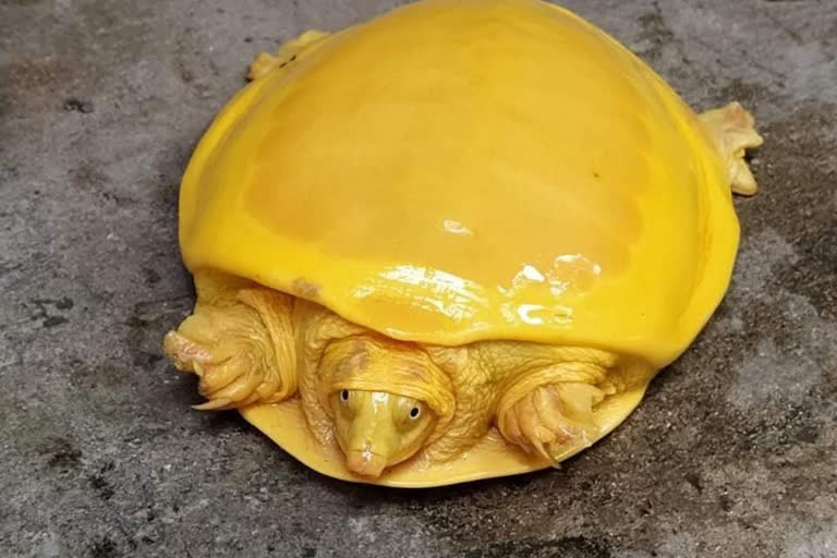 Rare yellow tortoise rescued in East Burdwan  Kaligram Daspur area of ​​Block No. 1 in East Burdwan  Indian Forest Service official Debashis Sharma  rare yellow tortoise  പശ്ചിമബംഗാൾ  മഞ്ഞ നിറത്തിലുള്ള ആമയെ കണ്ടെത്തി