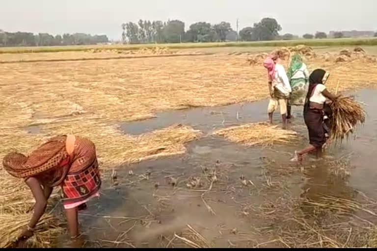 फसल को बार निकालते किसान