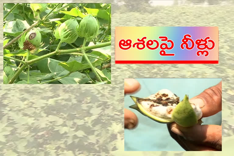 cotton-crop-farmers-losses-heavily-in-adilabad-district